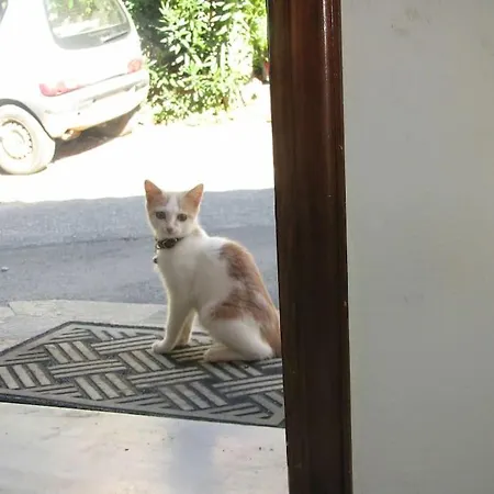 κέδρος *